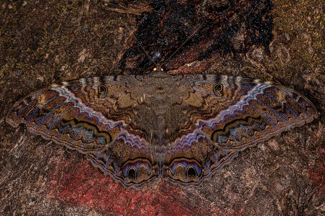 Feminino adulto Feminino Black Witch da espécie Ascalapha odorata