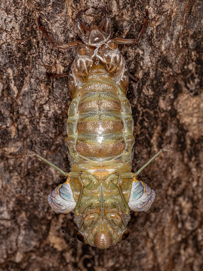 Cigarra gigante adulta da espécie Quesada gigas em processo de ecdise
