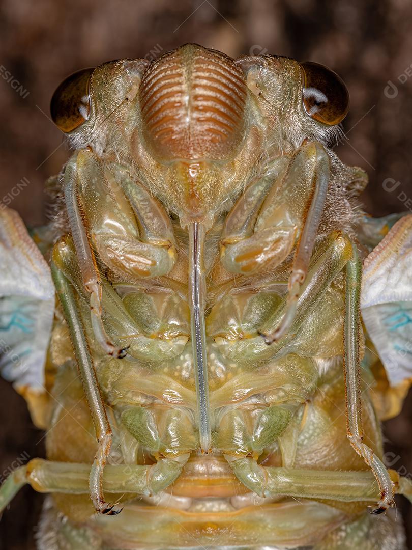 Adult giant cicada of the species Quesada gigas in the process of ecdysis in which the cicada