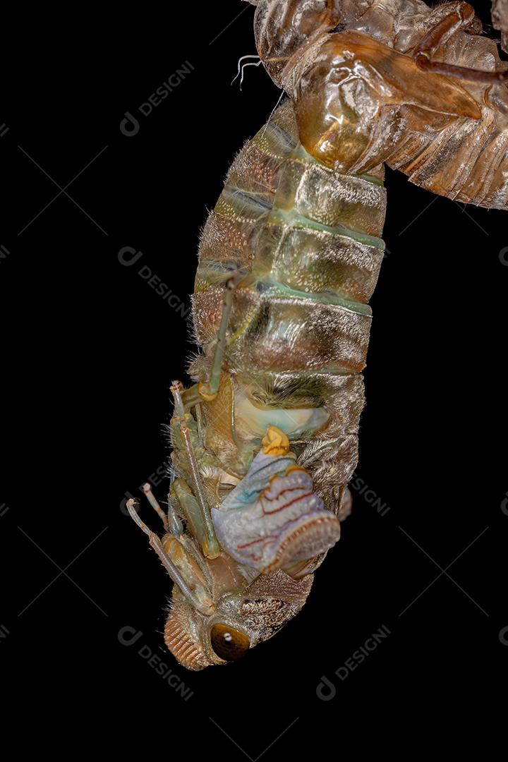 Cigarra gigante adulta da espécie Quesada gigas em processo de ecdise