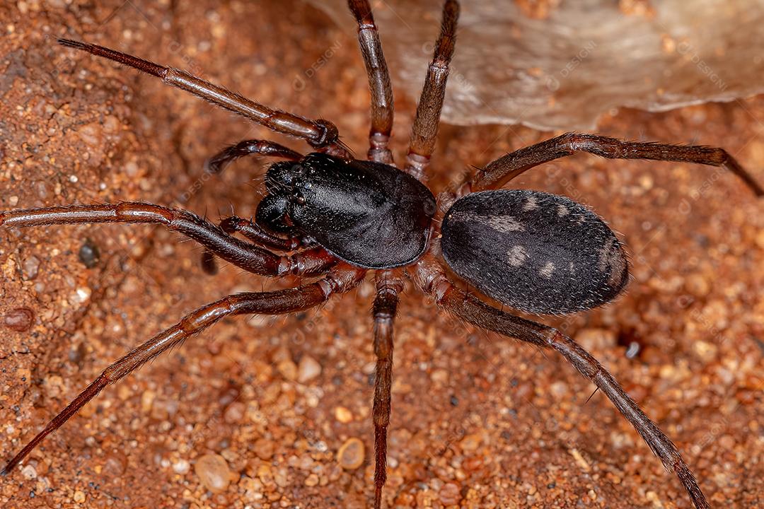 Fêmea adulta mímica de Sac Spider da espécie Falconina gracilis