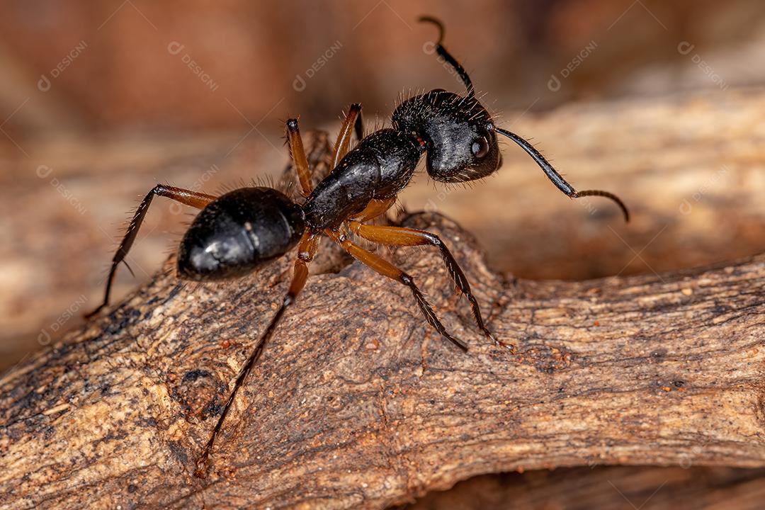 Formiga de carpinteiro fêmea adulta do gênero Camponotus