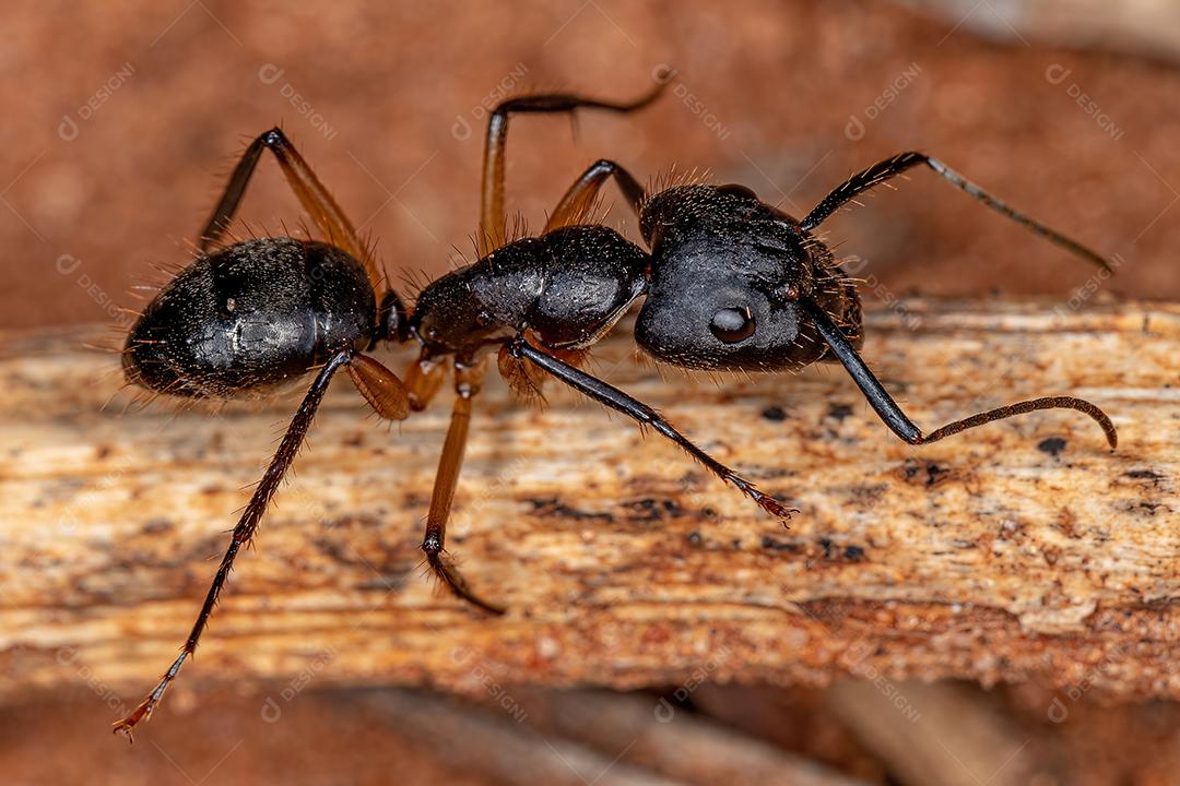 Formiga de carpinteiro fêmea adulta do gênero Camponotus