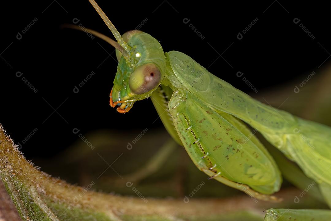 Ninfa Mantis Verde da Tribo Photinaini