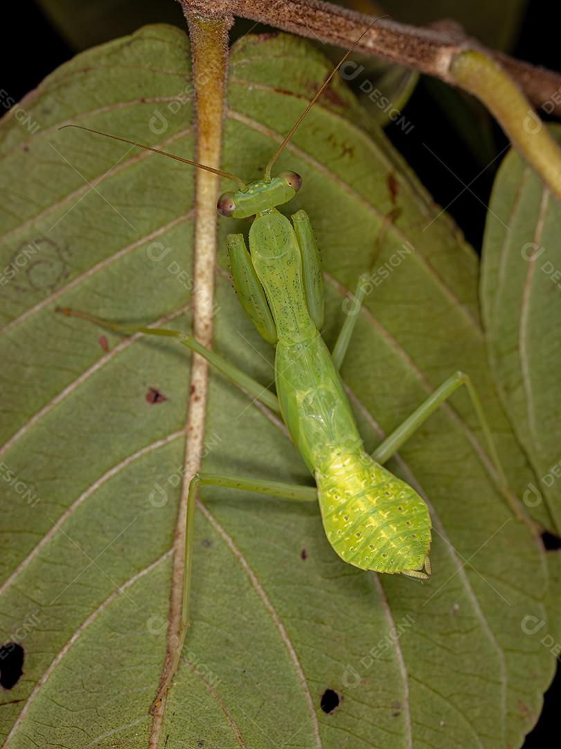 Ninfa Mantis Verde da Tribo Photina