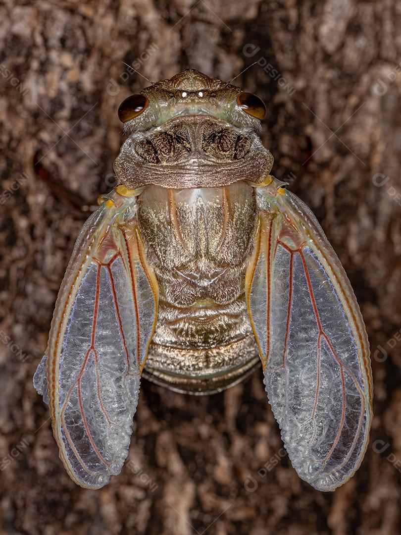 Cigarra gigante adulta da espécie Quesada gigas em processo de ecdise