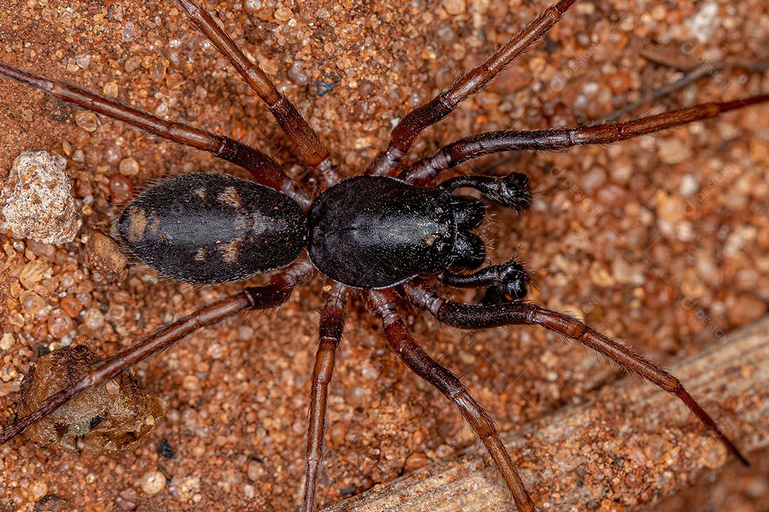 Macho Adulto Formiga mimetizador Sac Spider da espécie Falconina gracilis