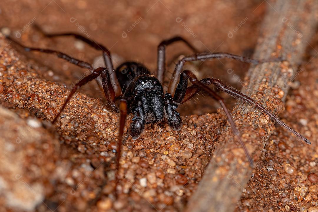 Macho Adulto Formiga mimetizador Sac Spider da espécie Falconina gracilis