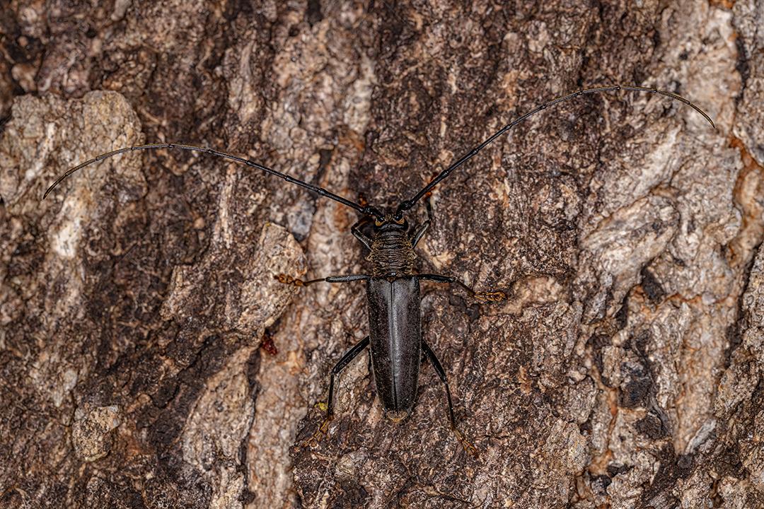 Besouro Típico Adulto da Subfamília Cerambycinae
