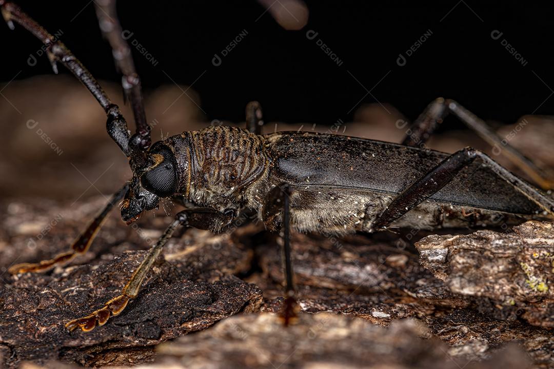 Besouro Típico Adulto da Subfamília Cerambycinae