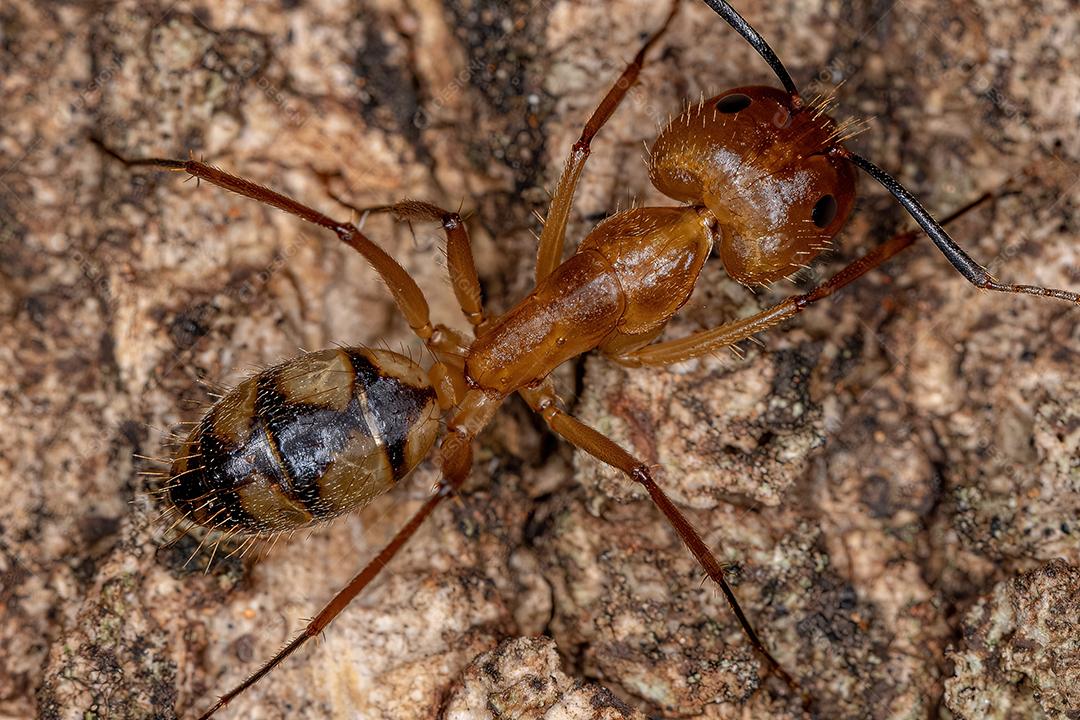 Formiga de carpinteiro fêmea adulta do gênero Camponotus