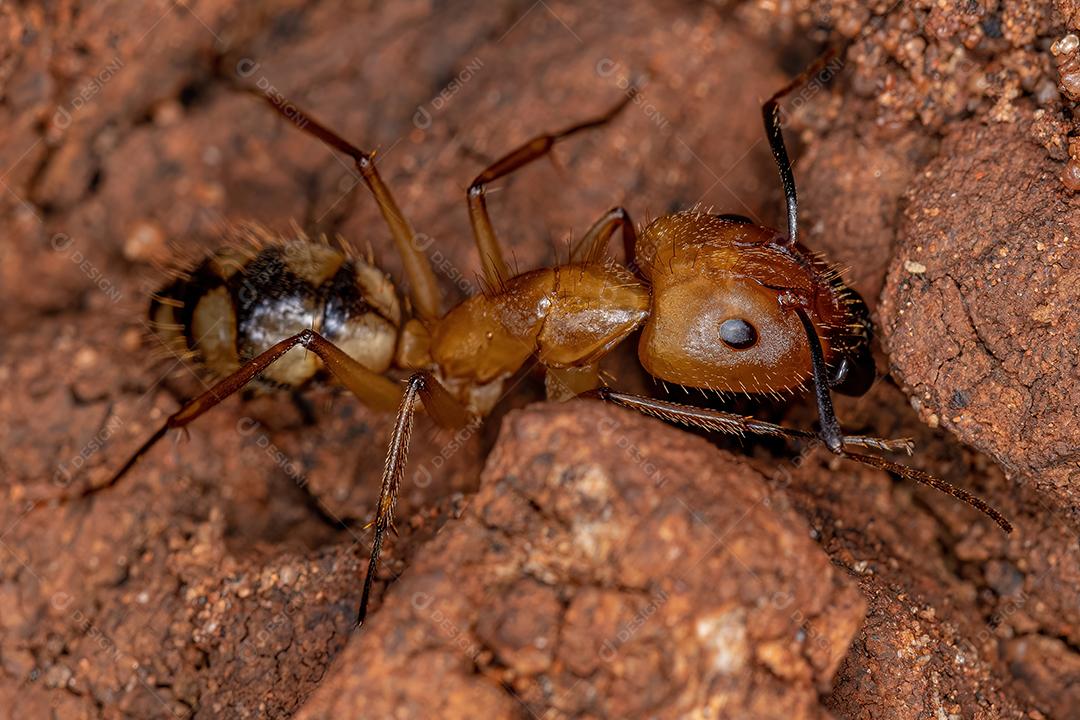 Formiga de carpinteiro fêmea adulta do gênero Camponotus