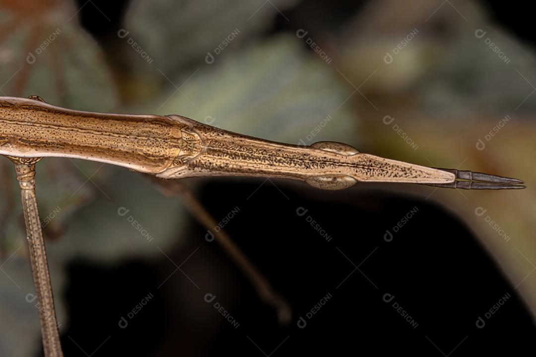Gafanhoto de vara neotropical da família Proscopiidae
