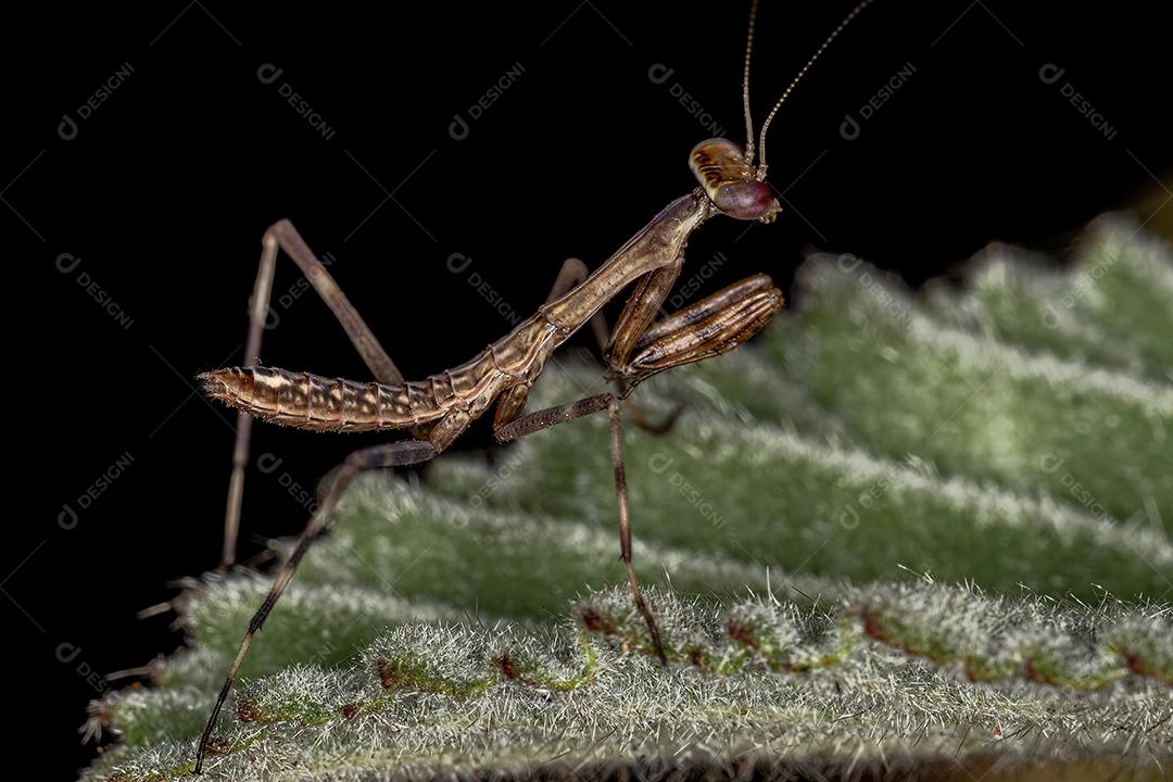 Ninfa Mantid pequena da subfamília Vatinae