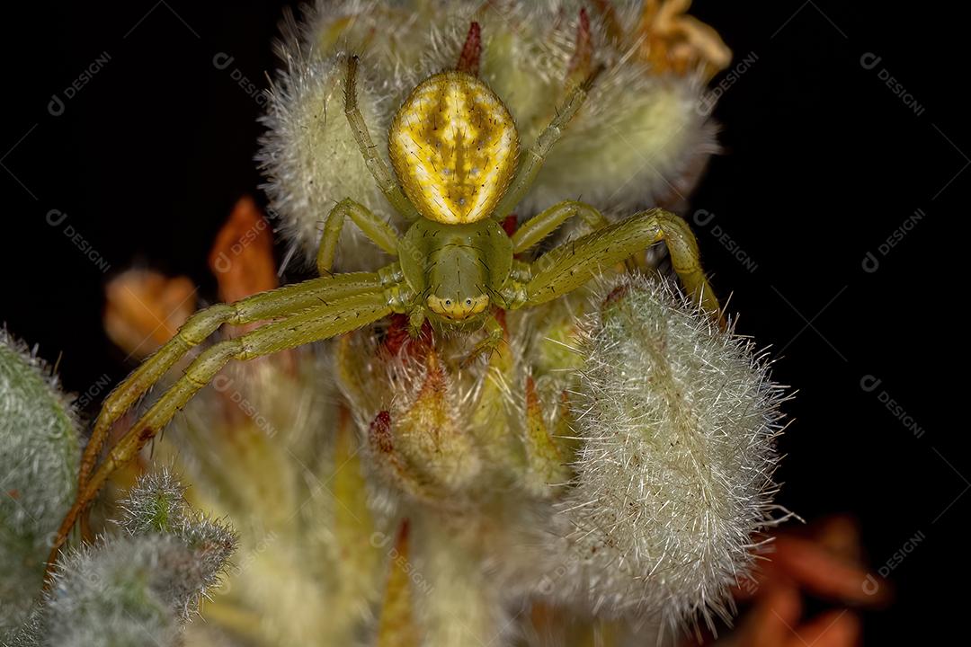 Aranha-caranguejo fêmea adulta da família Thomisidae