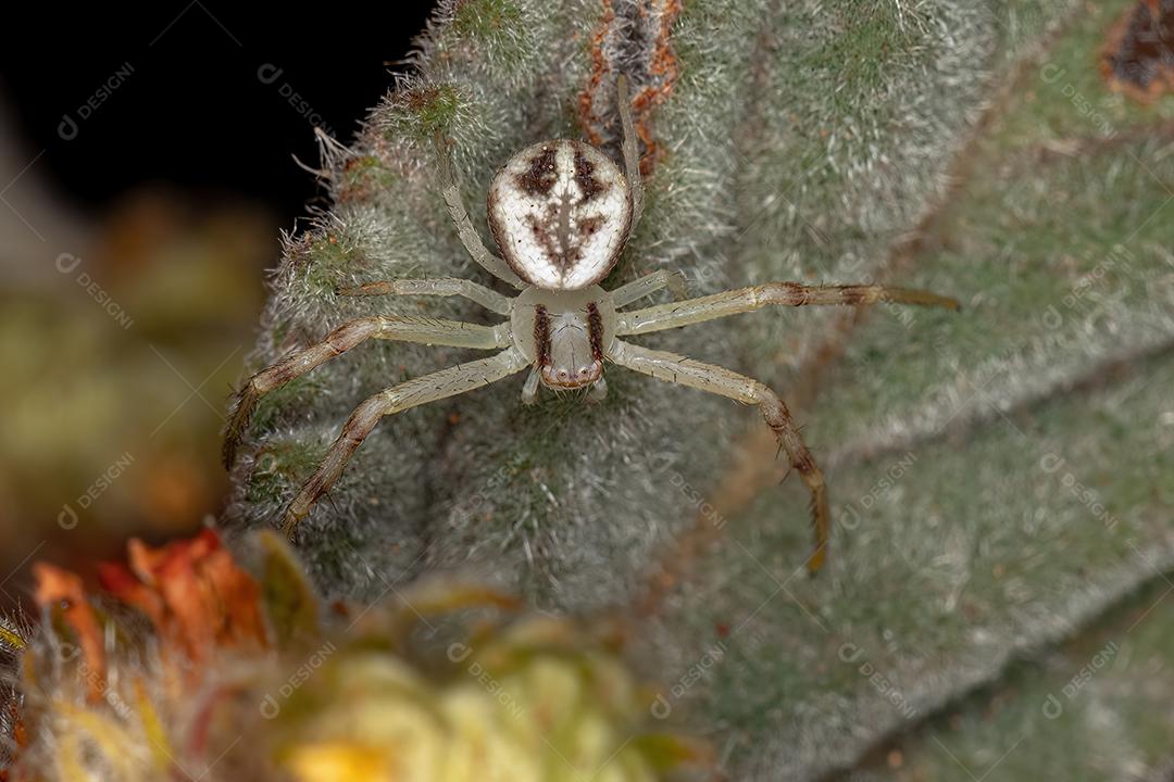 Aranha-caranguejo fêmea adulta da família Thomisidae