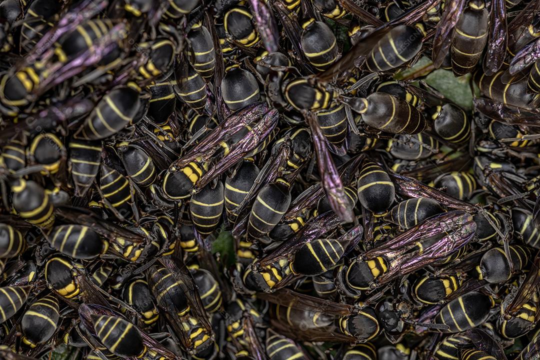 Vespas de mel de cintura longa adultas do subgênero Myrapetra