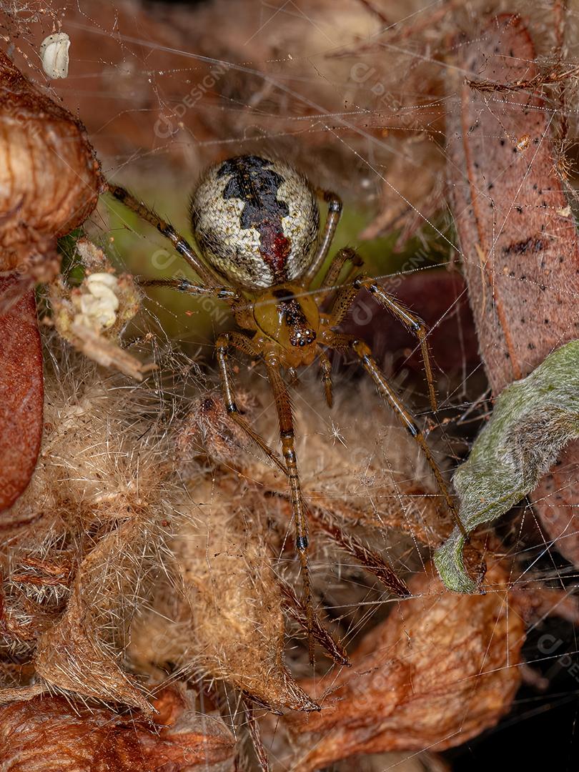 Aranha Teia de Aranha Fêmea Adulta da Família Theridiidae