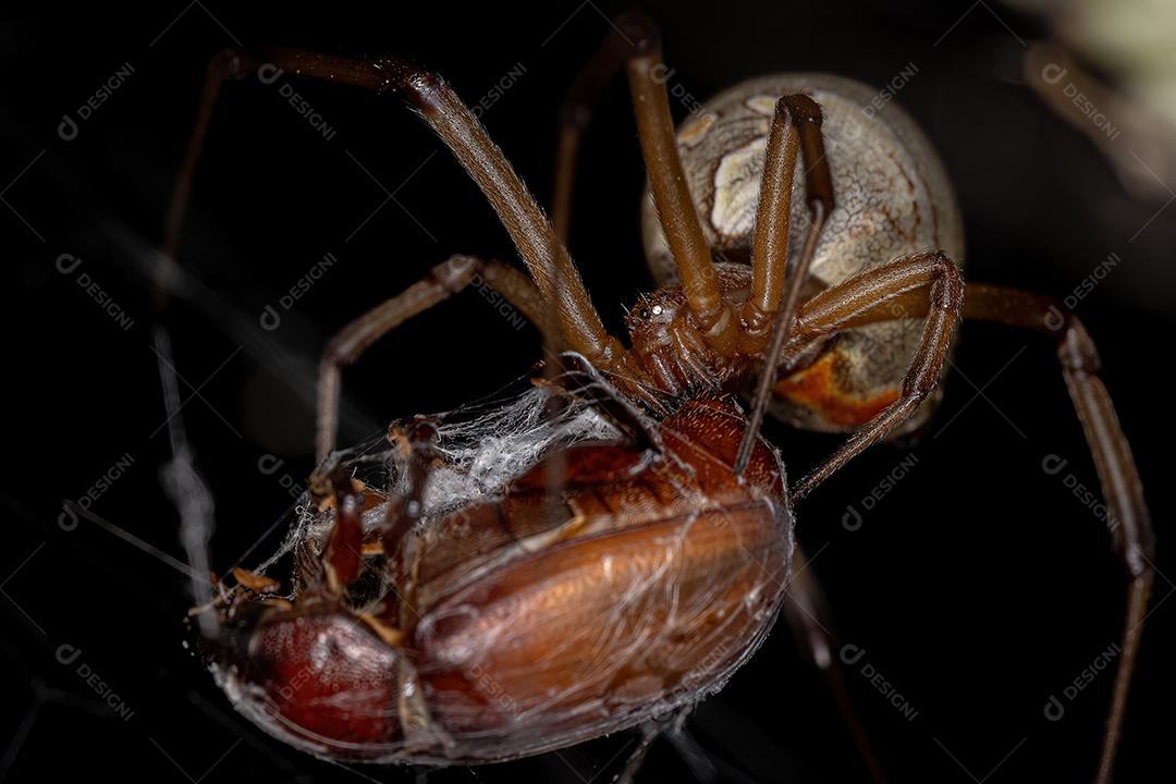 Viúva marrom fêmea adulta da espécie Latrodectus geometricus predando um escaravelho