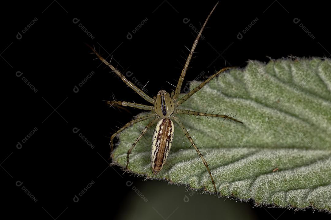 Aranha lince adulta da espécie Peucetia rubrolineata