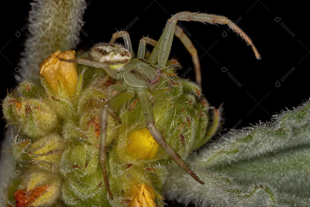 Aranha-caranguejo fêmea adulta da família Thomisidae