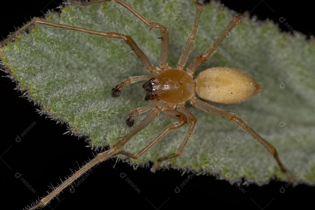 Aranha de Saco de Pernas Longas Macho Adulto do Gênero Cheiracanthium