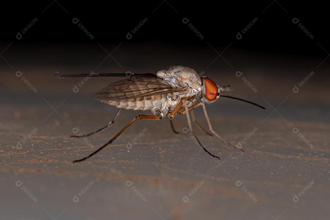 Mosca de abelha adulta da família Bombyliidae