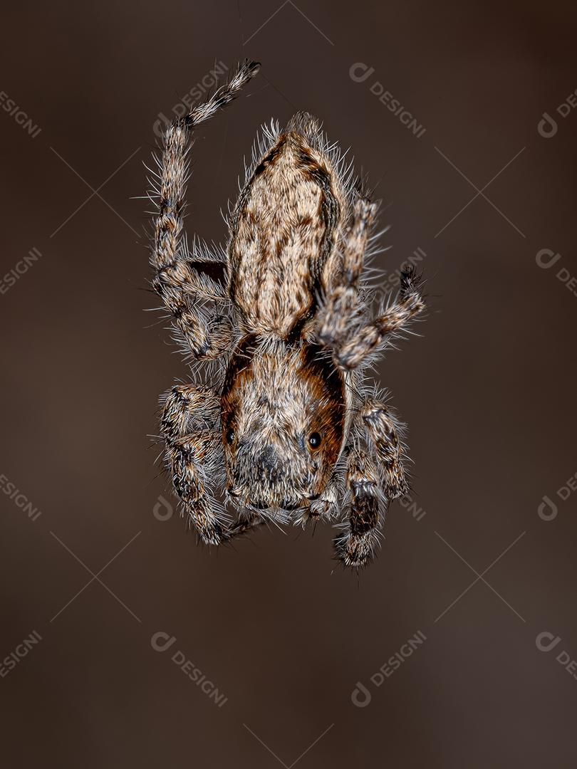 Pequena aranha de salto de parede cinzenta da espécie Menemerus bivittatus