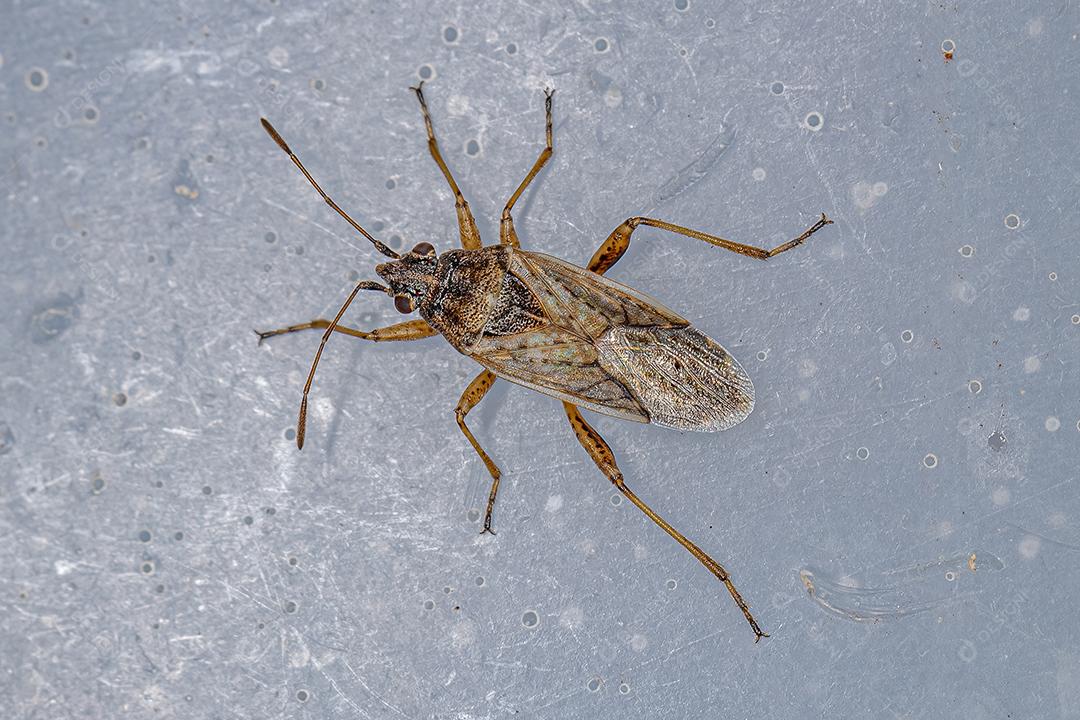 Inseto-semente adulto da família Lygaeidae