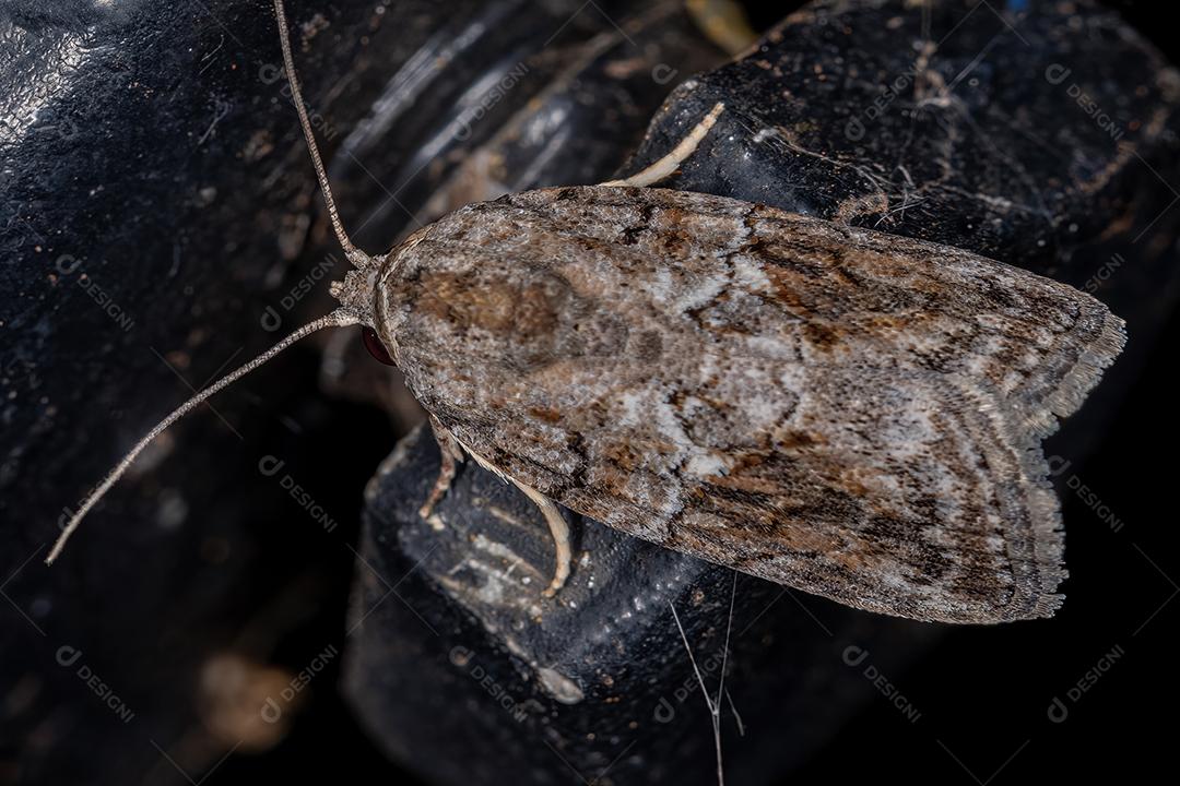 Traça de lagarta de azeitona preta da espécie Garella nilotica