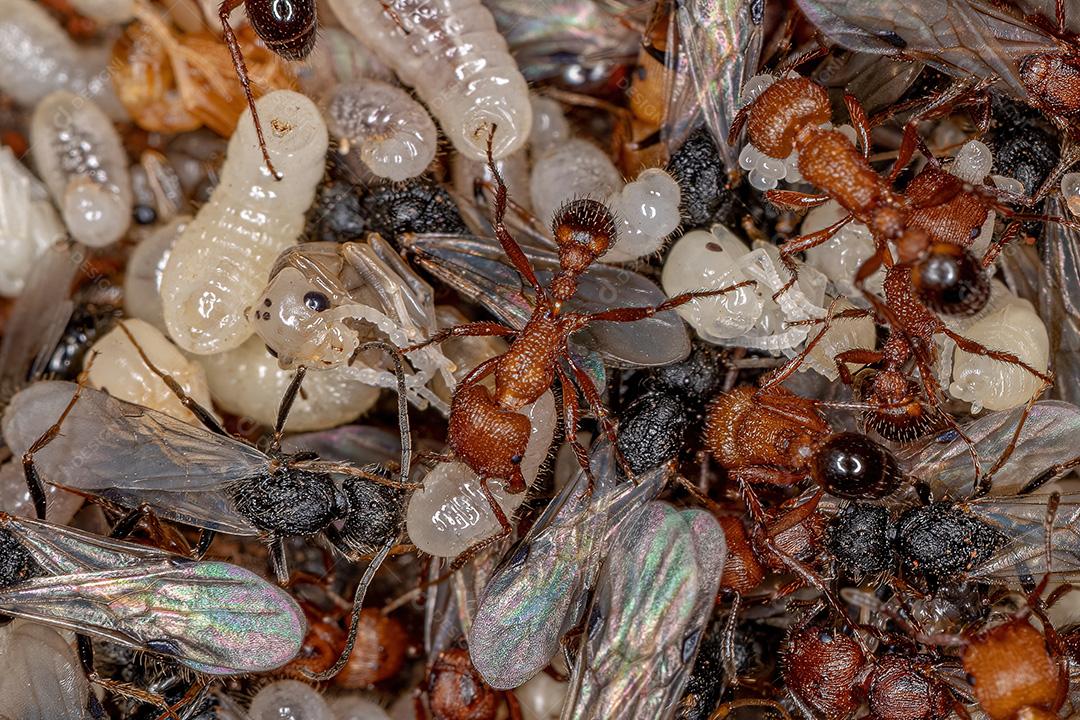 Formigas Harvester adultas do gênero Pogonomyrmex