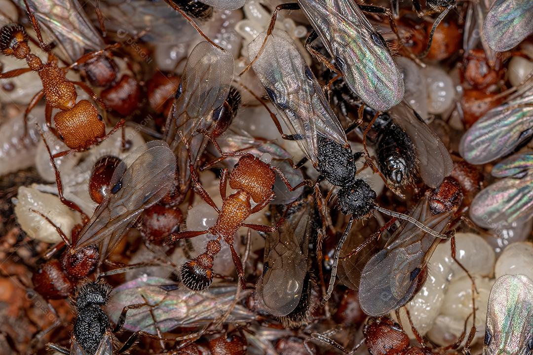 Formigas Harvester adultas do gênero Pogonomyrmex