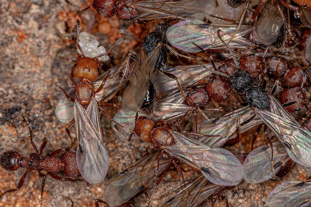 Formigas Harvester adultas do gênero Pogonomyrmex