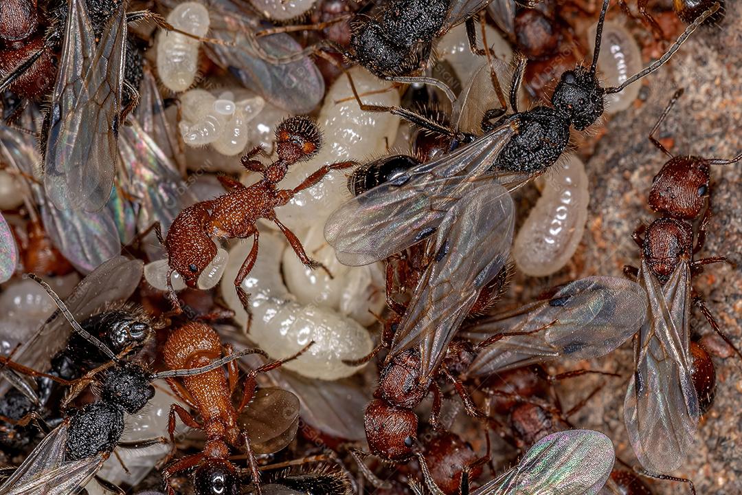 Formigas Harvester adultas do gênero Pogonomyrmex