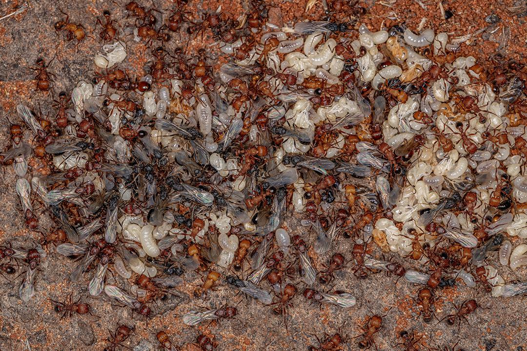 Formigas Harvester adultas do gênero Pogonomyrmex