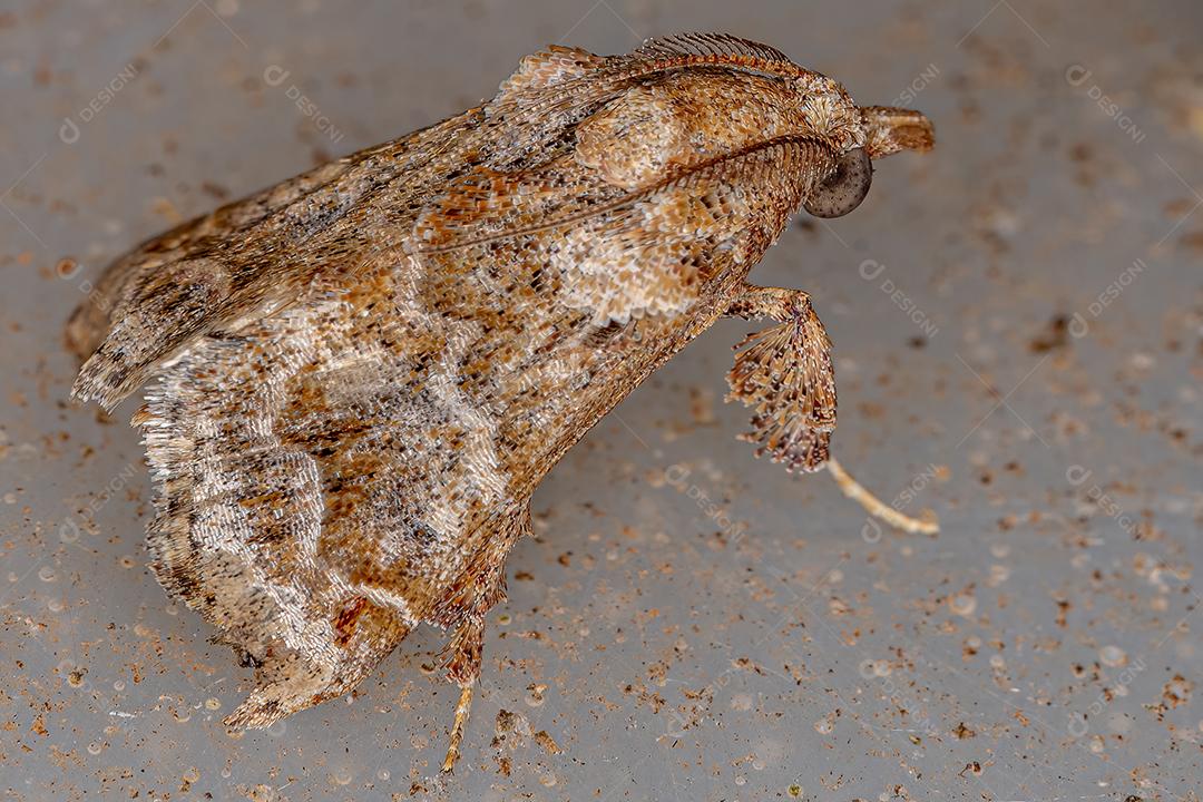Mariposa piramidal adulta da subfamília Chrysauginae