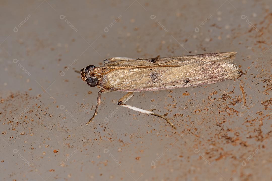 Pequena borboleta adulta da Ordem Lepidoptera