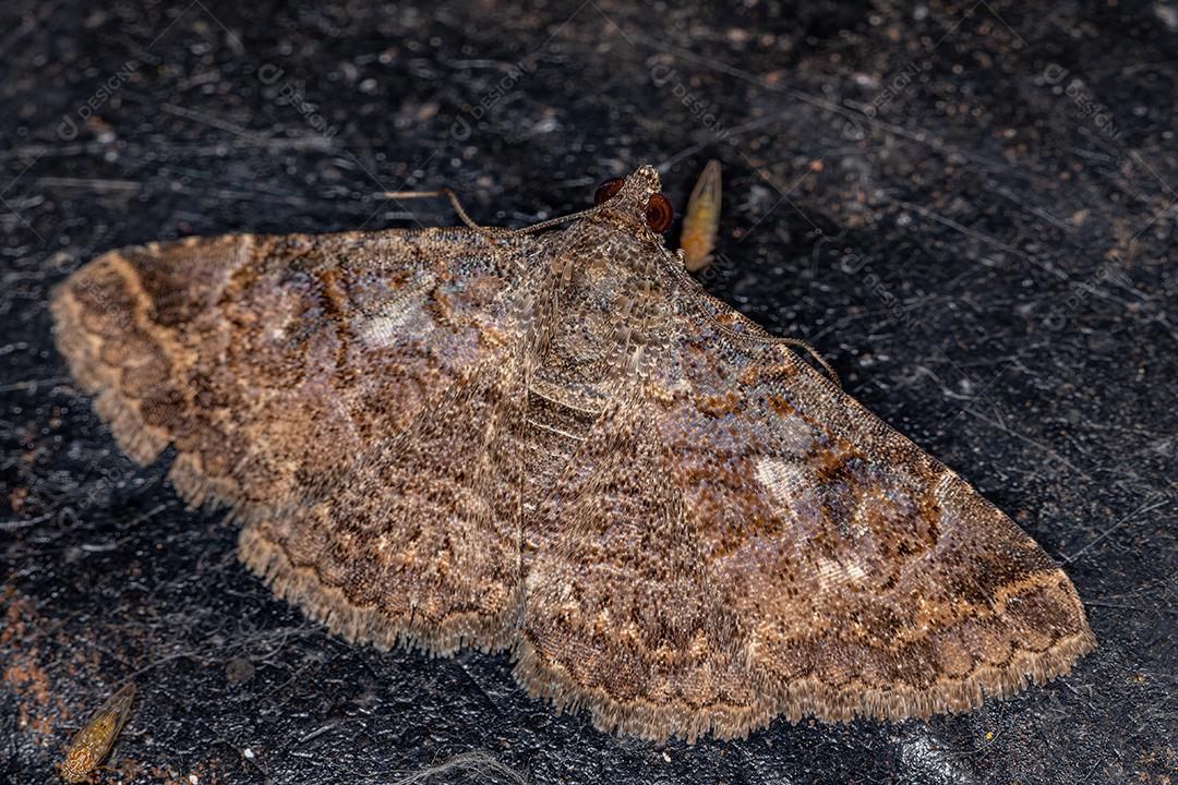 Mariposa adulta da família Erebidae