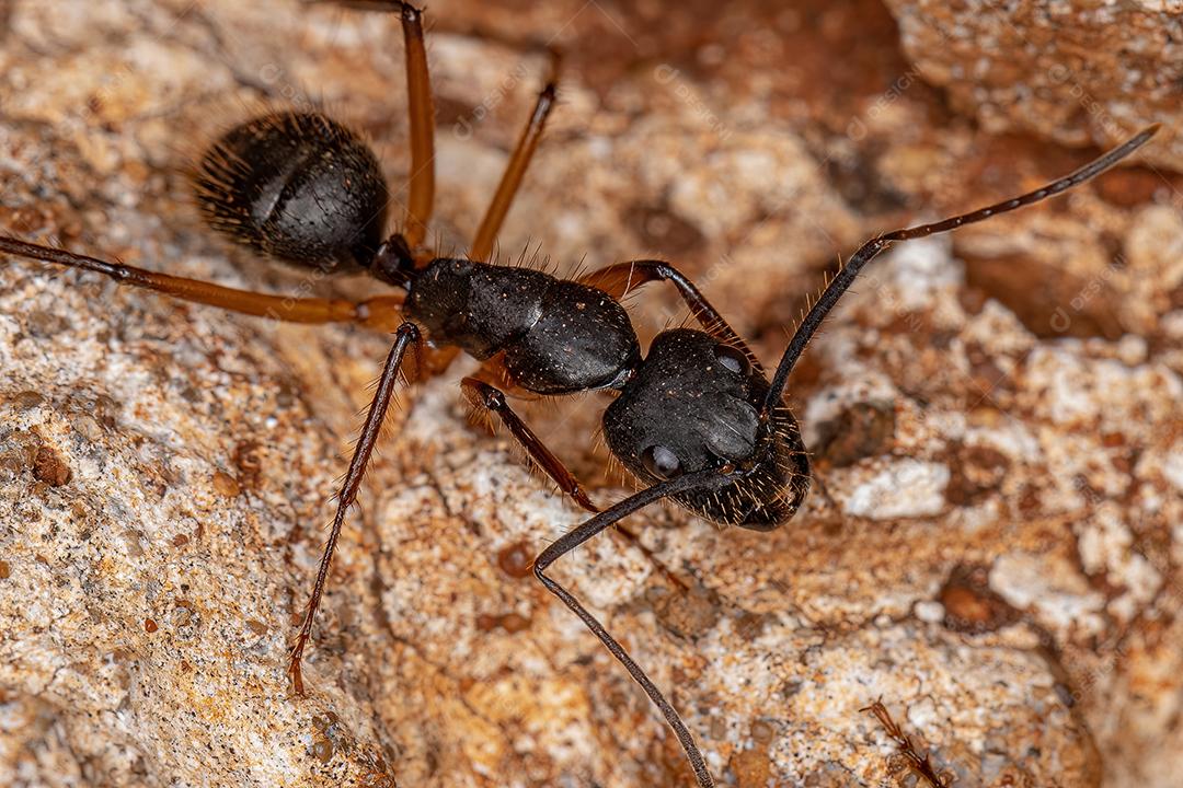 Formiga de carpinteiro fêmea adulta do gênero Camponotus