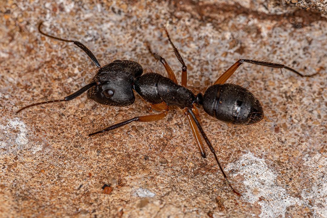 Formiga de carpinteiro fêmea adulta do gênero Camponotus