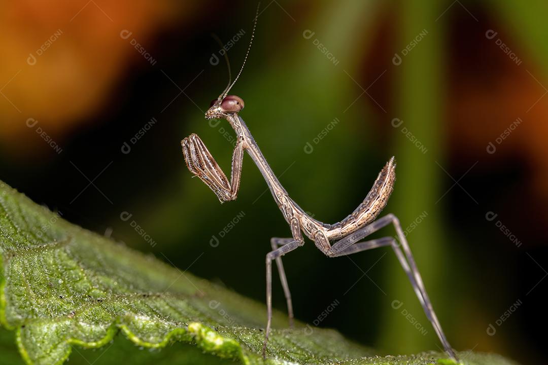 Ninfa Mantid pequena do gênero Oxyopsis
