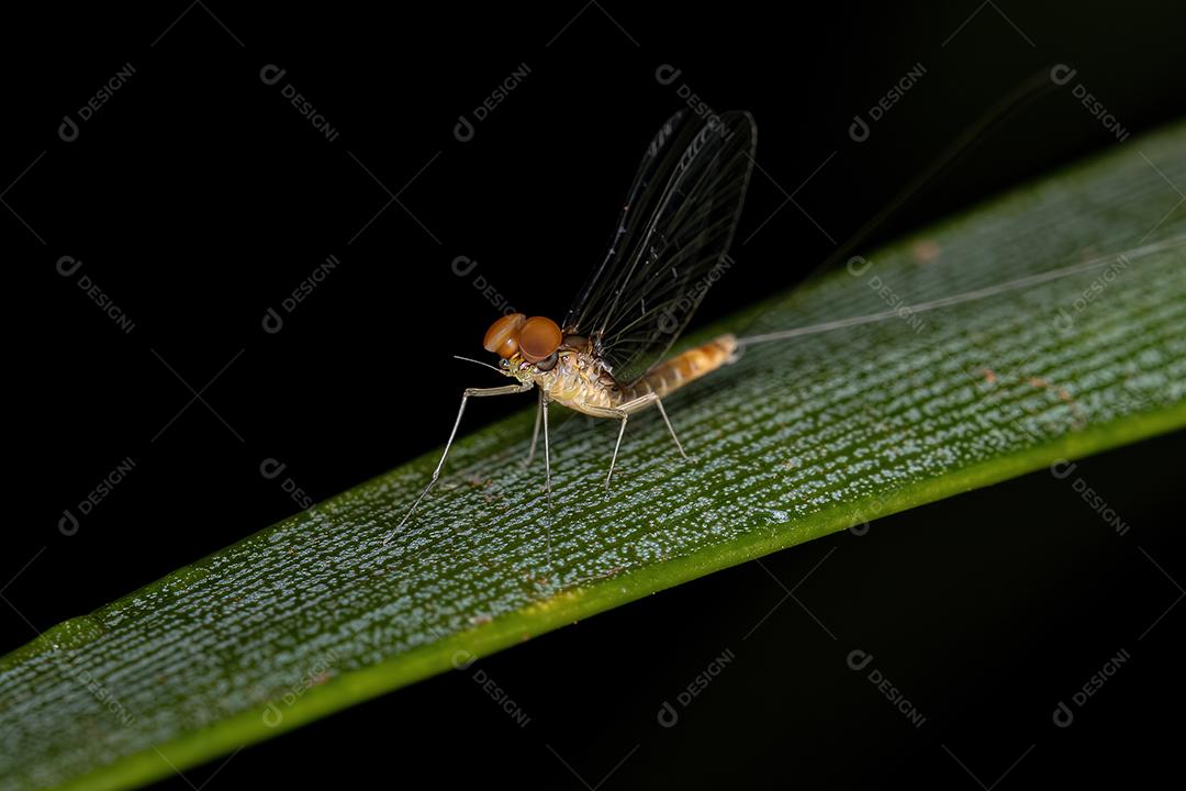 Mayfly macho adulto da família Baetidae
