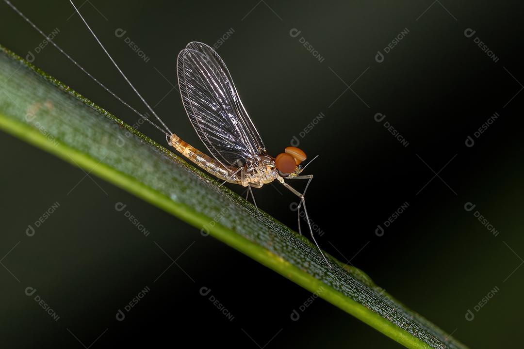 Mayfly macho adulto da família Baetidae