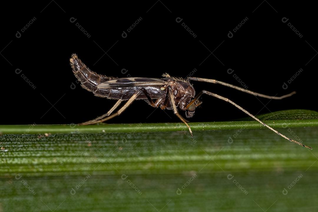 Midge não mordedor adulto da família Chironomidae