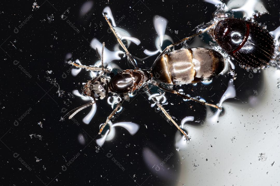 Fêmea adulta Pirâmide Rainha Formiga do Gênero Dorymyrmex