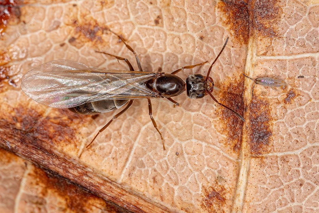 Fêmea adulta Pirâmide Rainha Formiga do Gênero Dorymyrmex