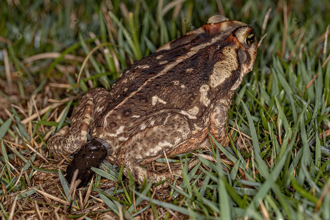 Sapo Cururu adulto da espécie Rhinella diptycha defecando