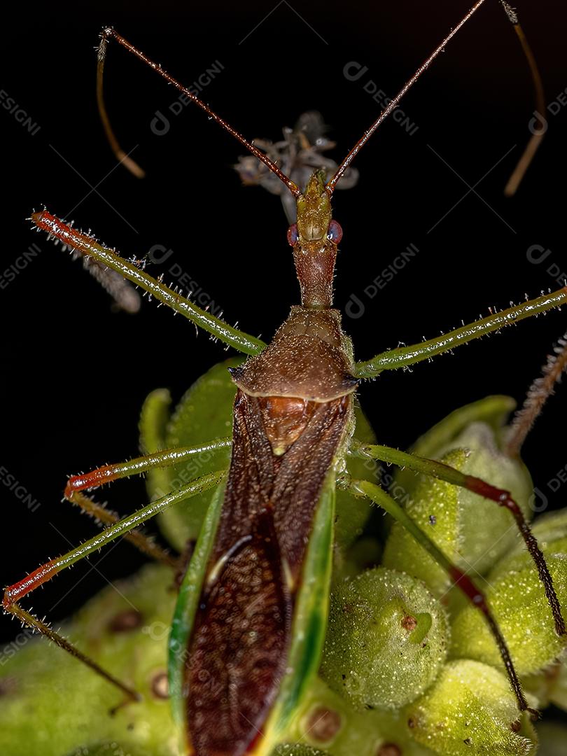 Inseto Assassino Adulto da Tribo Harpactorini atacando em uma mosca