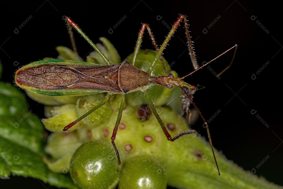 Inseto Assassino Adulto da Tribo Harpactorini atacando em uma mosca