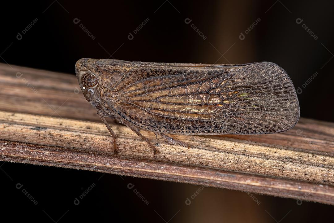 Inseto Nogodinídeo Adulto da Subfamília Bladininae